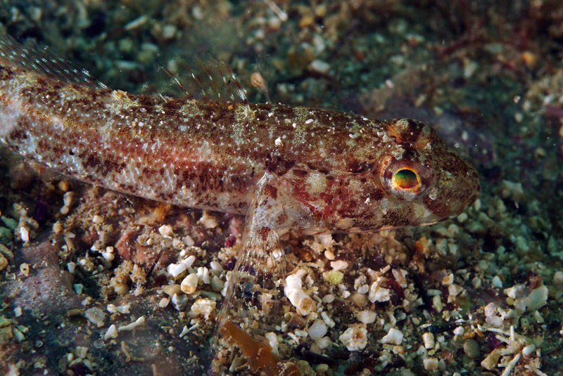 juvenile Gobius cruentatus (zona Porto Badisco LE)